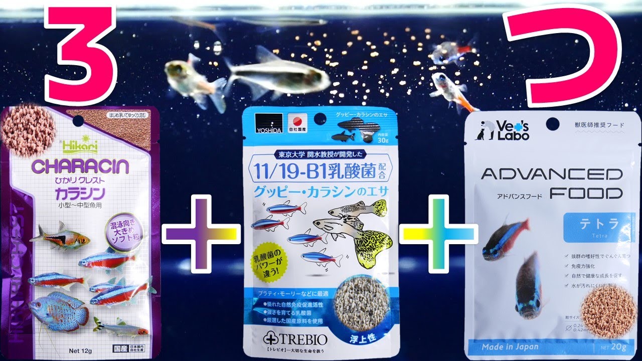 餌 テトラに使う餌はこれでしょ 最有力候補を全部開封してみた ひかりクレストカラシン 吉田飼料グッピー カラシンのエサ アドバンスフィードテトラ ふぶき テトラ Youtube