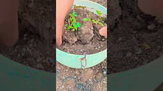 Dolphin plant care tips #flowers #nature