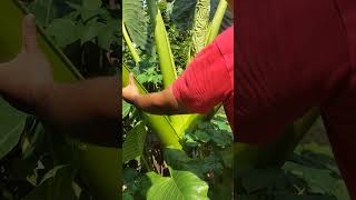 tanaman talas sente jumbo bagus buat tanaman hias dan pakan ikan gurame #ikangurame #sentejumbo