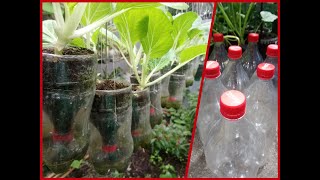 How to Make Self Watering Plastic Bottle for Any Plants