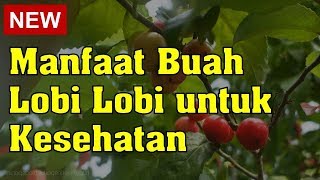 Manfaat Buah Lobi Lobi untuk Kesehatan