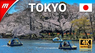 Inokashira Park Walking Tour on a Sunny 🌸Sakura Season