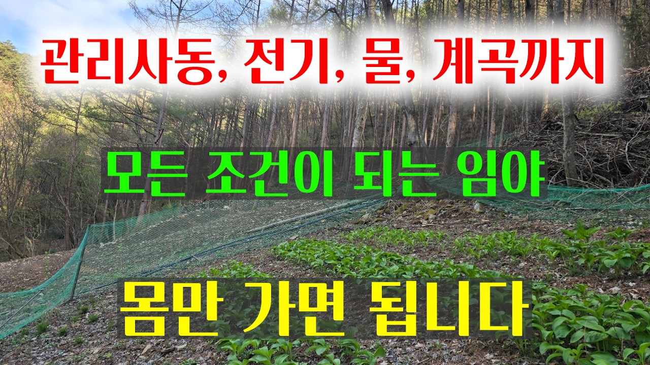 [1571][임야매매] 계곡에 관리사동, 전기, 물까지 되는 대박 임야매매