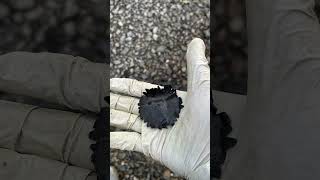 An incredible Thames find