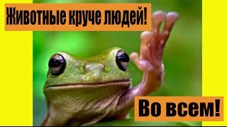Способности животных. Животные лучше людей! Способности животных. Животные лучше людей!