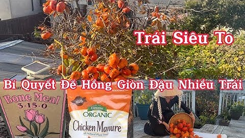 Bí Quyết Để Cây Hồng Giòn Đậu Nhiều Trái, Trái To, Ngon, Ngọt: Tưới Nước, Bón Đất, Phân…