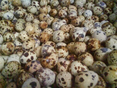 CARA TERNAK PUYUH PETELUR DENGAN PRODUK ORGANIK NASA 085643738667 PIN