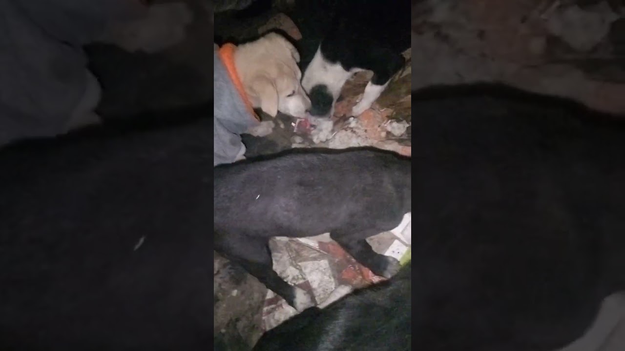 Aap log bhi hai jo Jin bacchon ka Dhyan Rakh sakte hain main to aapke bagair kuchh bhi nahin hun 🐕🐕😭