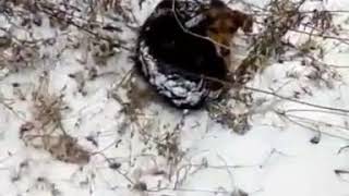 В Приморье мужчина спас ощенившуюся собаку. Животные замерзали в лесу В Приморье мужчина спас ощенившуюся собаку. Животные замерзали в лесу