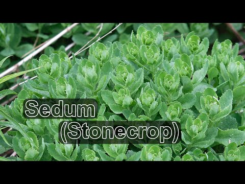 Video: Sedum Spectabile 'Meteor'-feiten - Leer hoe u Meteor-muurpeperplanten kunt kweken