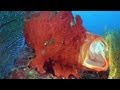 Hiding, Camouflage & Mimicry - Reef Life of the Andaman - Part 16