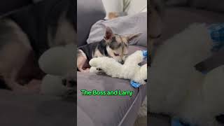 That Chiweenie Love Of Squeakers Runs Deep, Hes Always Searching For It