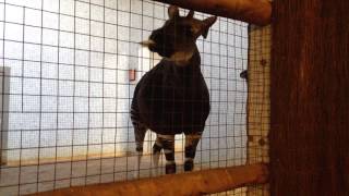 Okapi - A very strange looking animal