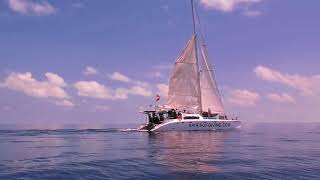 Liveaboard Diving at Tubbataha Reef on the Fying Dolphin III Catamaran