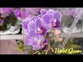 Violet Queen, Эквестрис и другие орхидеи с названиями в магазине OBI г. Омск.