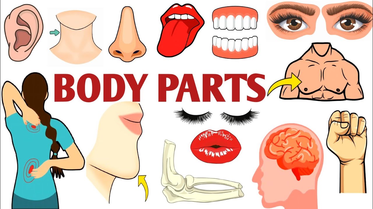 Parts of the Body | Parts of the Body for LKG Kids | Learn Body Parts & Sense Organs | #partsofbody 