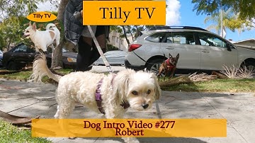 Dog Intro Video #276: Candy