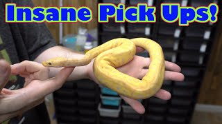 Insane Pick Ups! JKR and Bob's Balls Updates. Huge Blooper Clips!  Candy Gene Showcase!