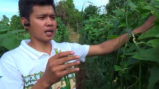 Pole Sitao / Yard long bean management and potential income