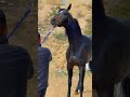 فحول الخيل
