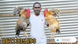 FUGA KUKU CHOTARA KWA BAJETI NDOGO, KUKU WA BIASHARA WANAOFUGIKA KIRAHISI SANA. FUGA KUKU CHOTARA KWA BAJETI NDOGO, KUKU WA BIASHARA WANAOFUGIKA KIRAHISI SANA.