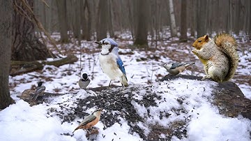 Birds and Squirrels Playing in the Snow - 10 Hours - Nov 30, 2022