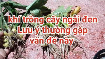 Cây ngải đen lưu ý khi trồng gặp phải vấn đề này