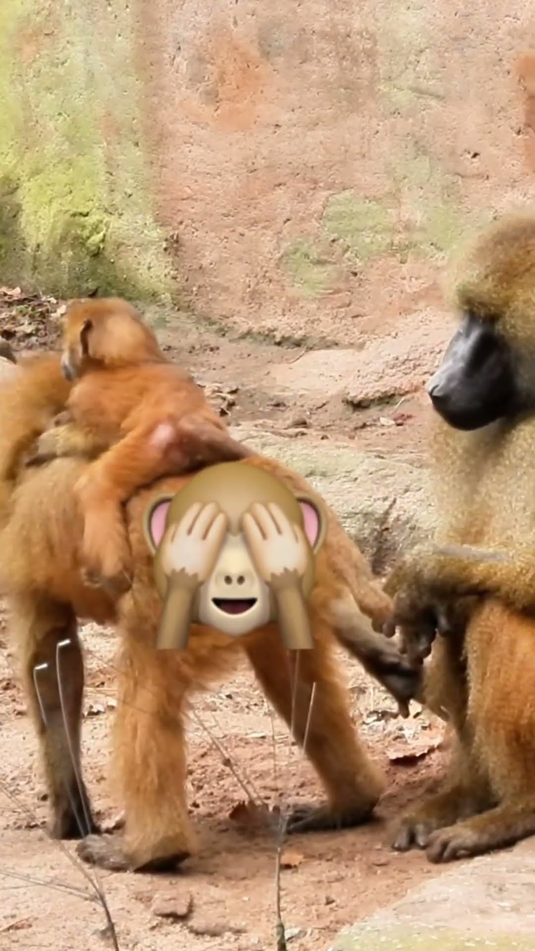 Great Connection Monkey Mom and Baby
