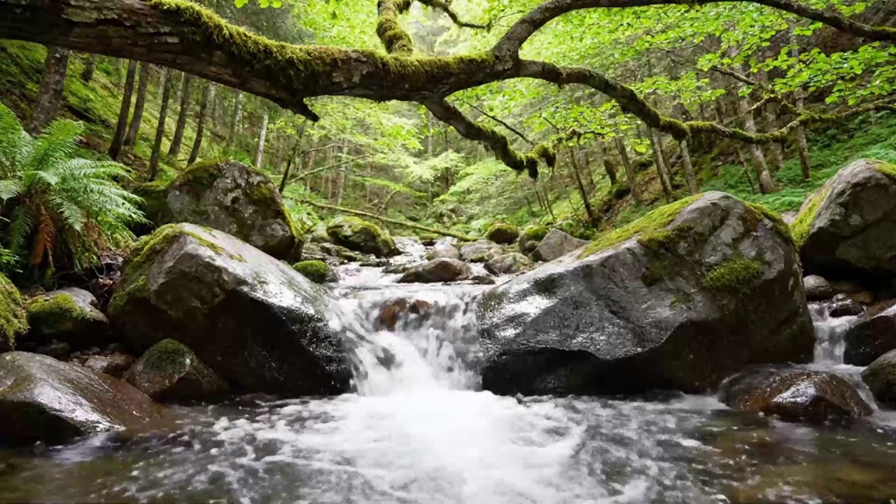 Forest River Ambience with Gentle Water Movement – Yoga and Mindfulness Practice 🌿