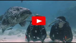 Spirit of Freedom - Expedition Scuba Diving