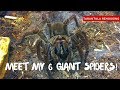 Giant Spiders! Meet my 6 Goliath Birdeater Tarantulas!