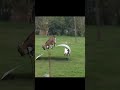 Cabras  royal click feat m la cabra