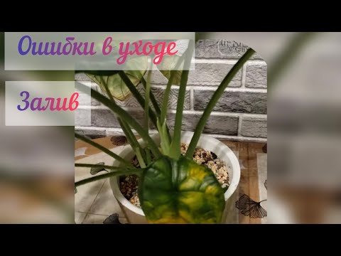 #никогда не делайте так, чтобы не было залива алоказий#негативный опыт