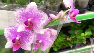 завоз ОРХИДЕЙ по 500 рублей НАШЕЛ интересные орхидеи