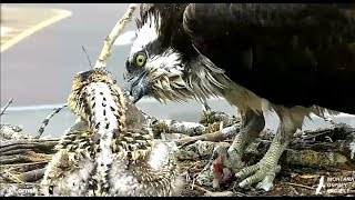 Second fish for Hellgate Ospreys. 11.53 / 29 June 2018