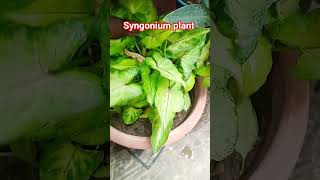 syngonium plant #gardening #terracegardenindia #garden #plantsofindia #plants #lakshivgardening #tur