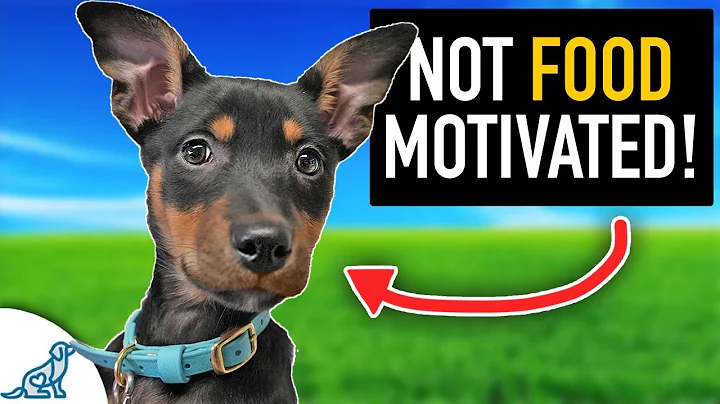 Puppy Training When Your Dog Isn't "Interested" In...