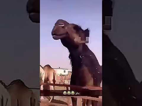 يستفزونك ليخرجوا أسوأ مافيك ثم يقولون هذا أنت لا يا عزيزي هذا ليس أنا هذا ما تريده أنت