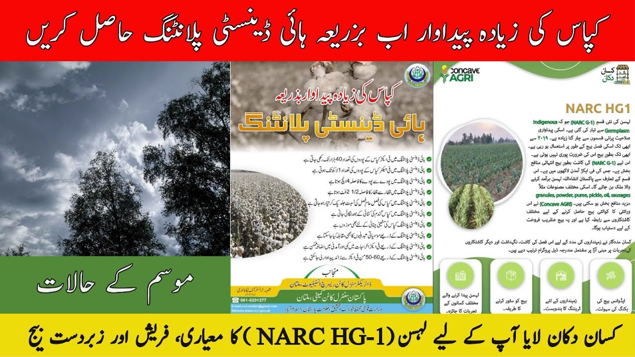 Kissan Madadgar Weekly Bulletin 21 Apr - 28 Apr | Kissan Dukan Par Ab NARC G-1 Garlic Dastiyab