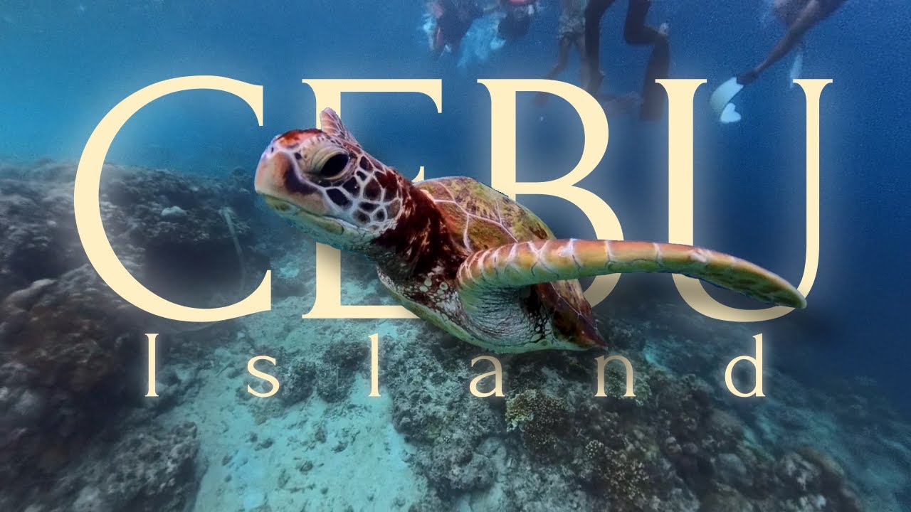 🐢 황금거북이를 만나셨군요? 당신에게 행운이 찾아옵니다.ㅣPhilippinesㅣCebu