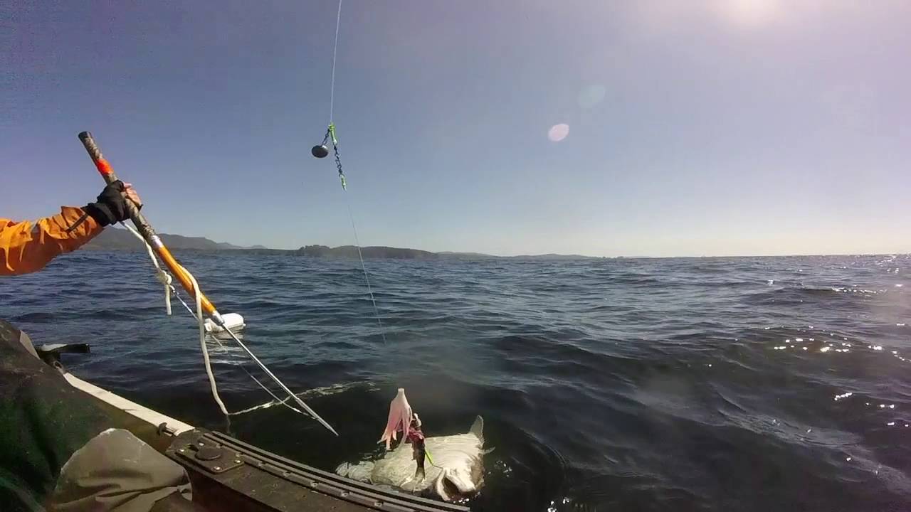 Kayak Fishing Halibut YouTube