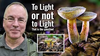 Should you light your woodland macro photos?