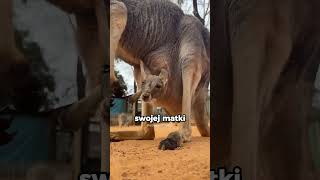Od słodziaka do... kulturysty! 🦘