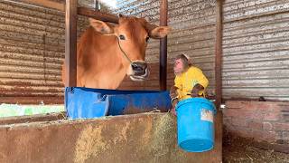 Too Funny! CUTIS Gets Confused Feeding the Cow