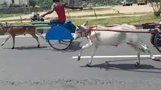 Salem Rekla Race2019 screenshot 2