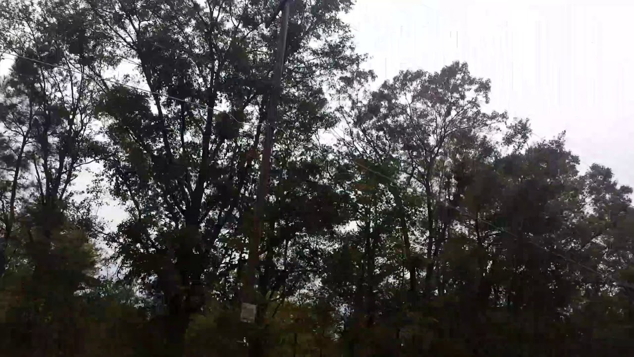 Trees Behind The Telephone Poles ANDERSON HOMELAND PARK, SC YouTube