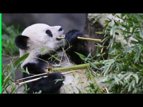 Video: Where Do Pandas Live?