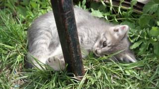 Котёнок серый, девочка. Красноярск от 29.05.2017 Котёнок серый, девочка. Красноярск от 29.05.2017