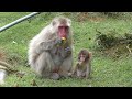 【絶対的な絆】赤ちゃん猿とママ猿の幸せな関係
