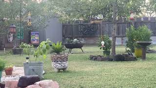 Ranger Jens Yard In Marble Falls